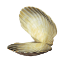 clam_shells